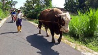Sapi jenis metal itu kini telah berumur sekitar lima tahun. Sang pemilik, Suparno, diketahui telah memelihara sapi tersebut sekitar tiga tahun. Suparno mengaku memang ingin memelihara sapi berukuran besar. Dia pun telaten memberi sapinya itu makanan bernutrisi, hingga sekarang menjadi salah satu sapi yang berukuran jumbo.