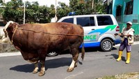 Suparno menyebut kebutuhan pakan seekor sapi metal miliknya itu menghabiskan biaya Rp 60 ribu per hari. Biaya tersebut tidak termasuk rumput, karena rumput diambil dari lahan pertaniannya sendiri. Dia merinci uang sebesar Rp 60 ribu itu digunakan untuk membeli konsentrat, bekatul, dan singkong sebagai campuran pakan. Tak hanya itu, komboran (pakan basah) untuk sapinya dia berikan sehari dua kali sehingga sapinya bisa sebesar sekarang.