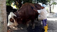 Suparno menyebut sudah ada beberapa orang datang ke tempatnya untuk sekadar melihat maupun memotret sapi metalnya itu. Namun, belum ada yang melakukan penawaran harga. Dia pun berniat menjual sapinya itu jelang Idul Adha ini. Asalkan harganya cocok.