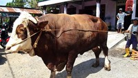 Seekor sapi berbobot mencapai 1,2 ton ditawarkan pemiliknya seharga Rp 80 Juta, Boyolali, Jawa Tengah, Jumat (3/7/2020).