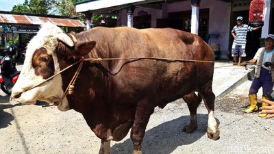 Wow! Sapi Jumbo 1,2 Ton di Boyolali Ditawar Rp 80 Juta Nih