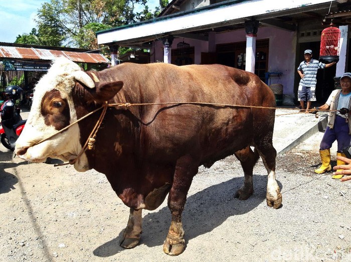 Wow! Sapi Jumbo 1,2 Ton di Boyolali Dijual Rp 80 Juta Seekor sapi berbobot mencapai 1,2 ton bikin heboh warga Boyolali. Sapi jumbo itu ditawarkan pemiliknya dengan harga Rp 80 juta.