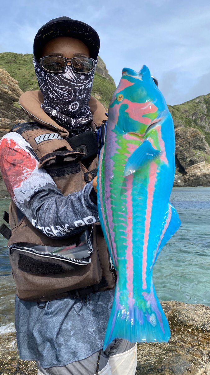 ikan-warna-warni-surge-wrasse-1.jpeg