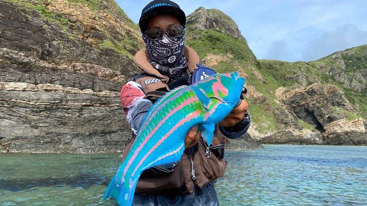 Ikan warna-warni, surge wrasse