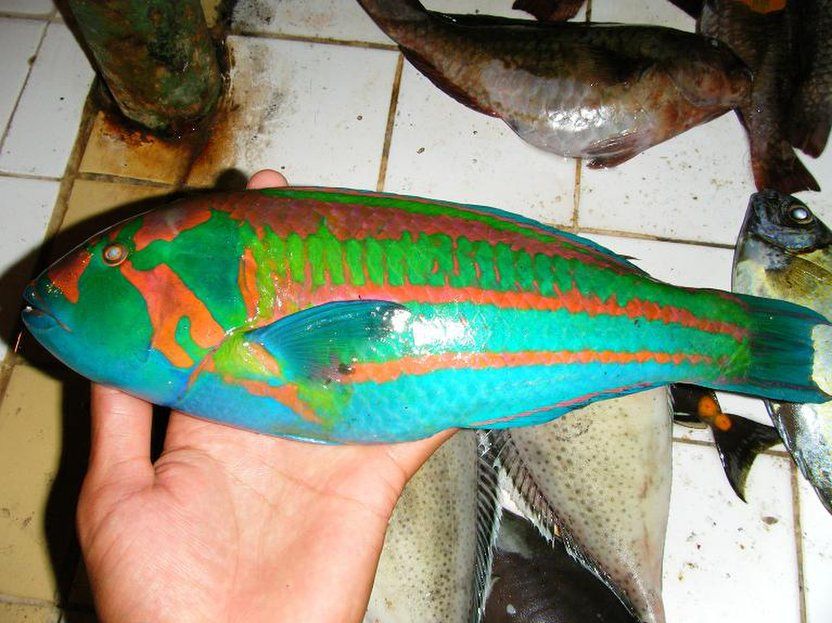 Ikan 'Avatar' dengan Warna-warni Terang Ini Bisa Dimakan Lho!