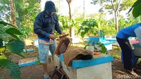 Pada saat panen, warga setempat mengenakan pakaian pelindung di wajah mereka. Dengan dilengkapi pelindung diri sejumlah warga itu memulai dengan memisahkan sangkar dari lebah satu persatu. Setelah dipisahkan sarang lebah itu dimasukan di alat untuk memeras sarang lebah itu menjadi madu.