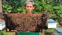 Noor Khasan (47) pemilik budidaya lebah mengatakan, jenis lebah yang ia budidaya adalah jenis Apis Mellifera. Lebah itu termasuk jenis madu rumput liar. Karena lokasi beternak selalu bergerak dari satu tempat ke tempat yang lain.