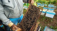 Noor mengatakan, saat panen atau wiwitan ini ada tahapannya. Pertama ada doa terlebih dahulu. Ini dengan maksud sebagai wujud syukur atas panen yang diberikan. Kemudian baru selanjutnya prosesi panen madu lebah.