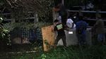 Upaya Pelepasliaran Harimau Sumatera ke Habitatnya