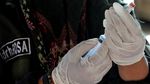 Upaya Pelepasliaran Harimau Sumatera ke Habitatnya
