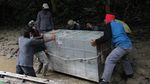 Upaya Pelepasliaran Harimau Sumatera ke Habitatnya