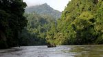 Upaya Pelepasliaran Harimau Sumatera ke Habitatnya