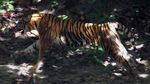 Upaya Pelepasliaran Harimau Sumatera ke Habitatnya