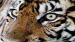Upaya Pelepasliaran Harimau Sumatera ke Habitatnya