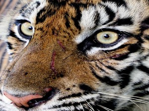 Video Harimau Pemangsa 7 Ternak Kena Jerat di Padang Pariaman