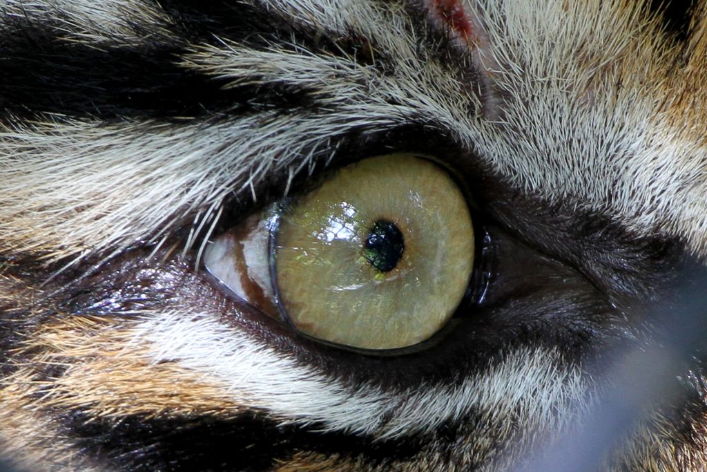Harimau Sumatra liar yang diberi nama IDA berada di dalam kerangkeng di kawasan Conservation Respon Unit (CRU) Desa Naca, Trumon Tengah, Aceh Selatan, Provinsi Aceh.