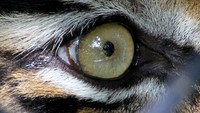 Sementara dalam tahun 2020, terhitung sejak Januari sampai pertengahan Juni, BKSDA Aceh dan lembaga terkait telah menangkap dan melepasliarkan dua individu harimau Sumatra ke Taman Nasional Gunung Leuser (TNGL) yang berdampingan dengan Kawasan Ekosistem Leuser (KEL). Konflik harimau Sumatra dengan manusia ke depan diperkirakan masih terus terjadi selama pembukaan hutan terus berlangsung.