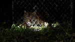 Upaya Pelepasliaran Harimau Sumatera ke Habitatnya