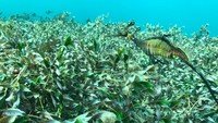 Tidak heran, kalau naga laut juga terancam punah di habitat aslinya akibat pemanasan global (Jakarta Aquarium)