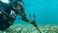 Untuk menjaga sang naga laut, pihak Jakarta Aquarium pun sampai mendatangkan ahli biologi khusus dari Inggris yang bernama Aaron Morgan Jupp. Telah banyak melintang di aquarium dunia, Aaron khusus datang ke Jakarta untuk ikut mengawal sang naga laut (Jakarta Aquarium)
