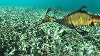 Diketahui, naga laut bisa mati akibat stress. Di mana stressnya bisa datang dari temperatur air yang tak sesuai, cahaya yang tiba-tiba dan lainnya (Jakarta Aquarium)