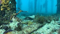 Selain di habitat aslinya, melihat naga laut di aquarium sebenarnya terbilang sulit. Tak banyak aquarium di dunia yang memiliki fasilitas atau kepedulian tinggi untuk merawatnya (Jakarta Aquarium)