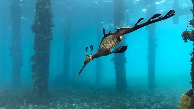 Naga laut di Jakarta Aquarium.