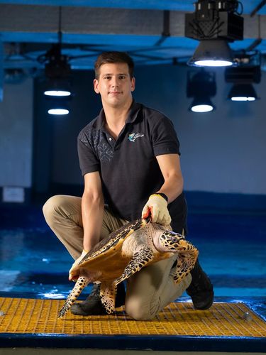 Naga laut di Jakarta Aquarium.