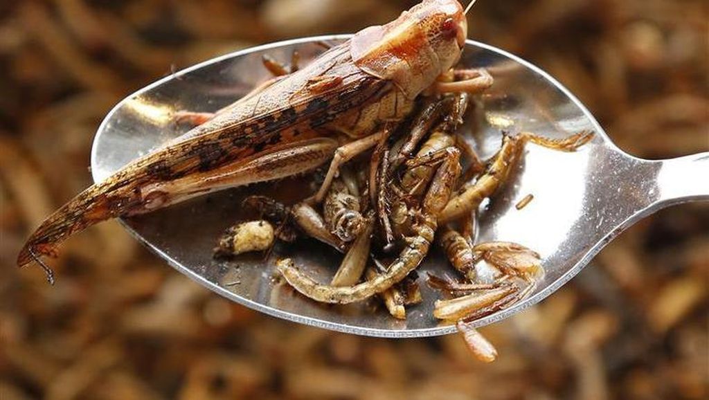 Makan Belalang Jadi Cara Ampuh Atasi Wabah Belalang di Afrika Timur