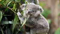 Salah satu spesies paling gampang mengantuk adalah koala. Hewan yang dilindungi ini suka bermalas-malasan dan tidur hingga 22 jam per hari lho. ( Getty Images/iStockphoto)