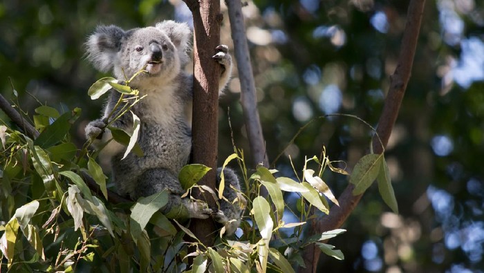 eucalyptus koala close-up of a young koala bear (Phascolarctos cinereus) on a tree eating eucalypt leaves.
