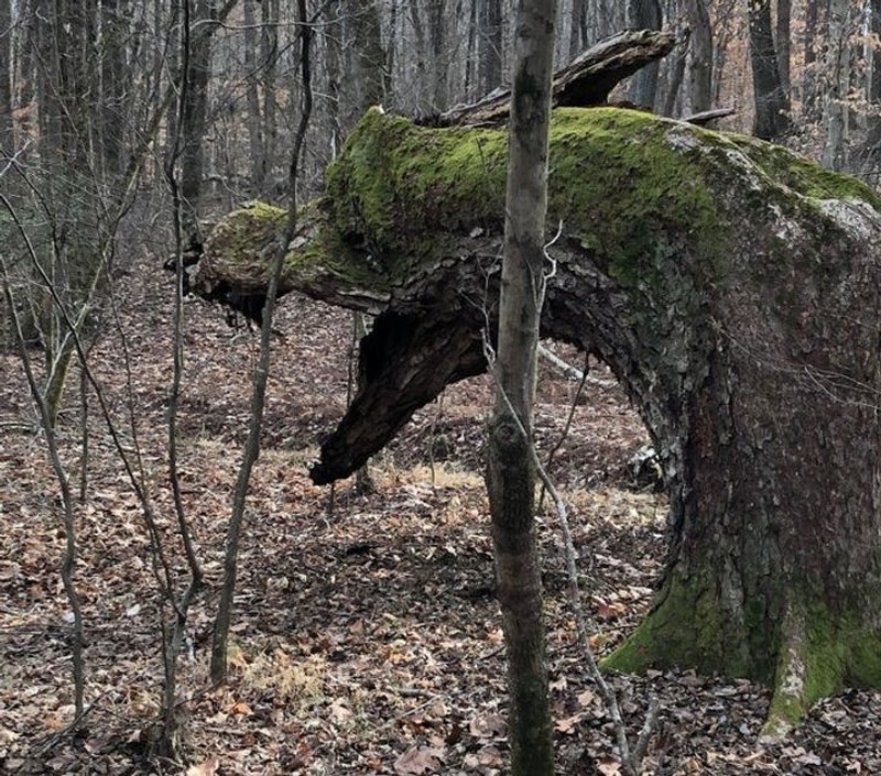 foto pareidolia seram