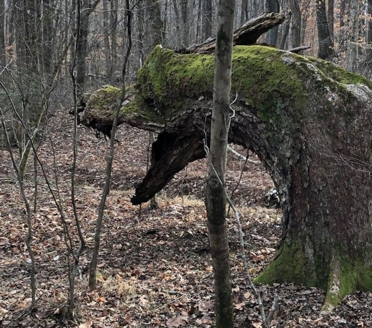 foto pareidolia seram foto pareidolia seram