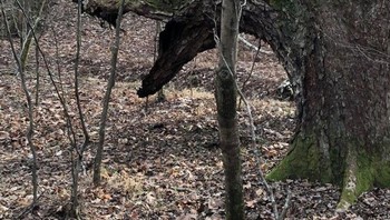 Pohon yang tampilannya seperti naga. (Foto: Brightside)