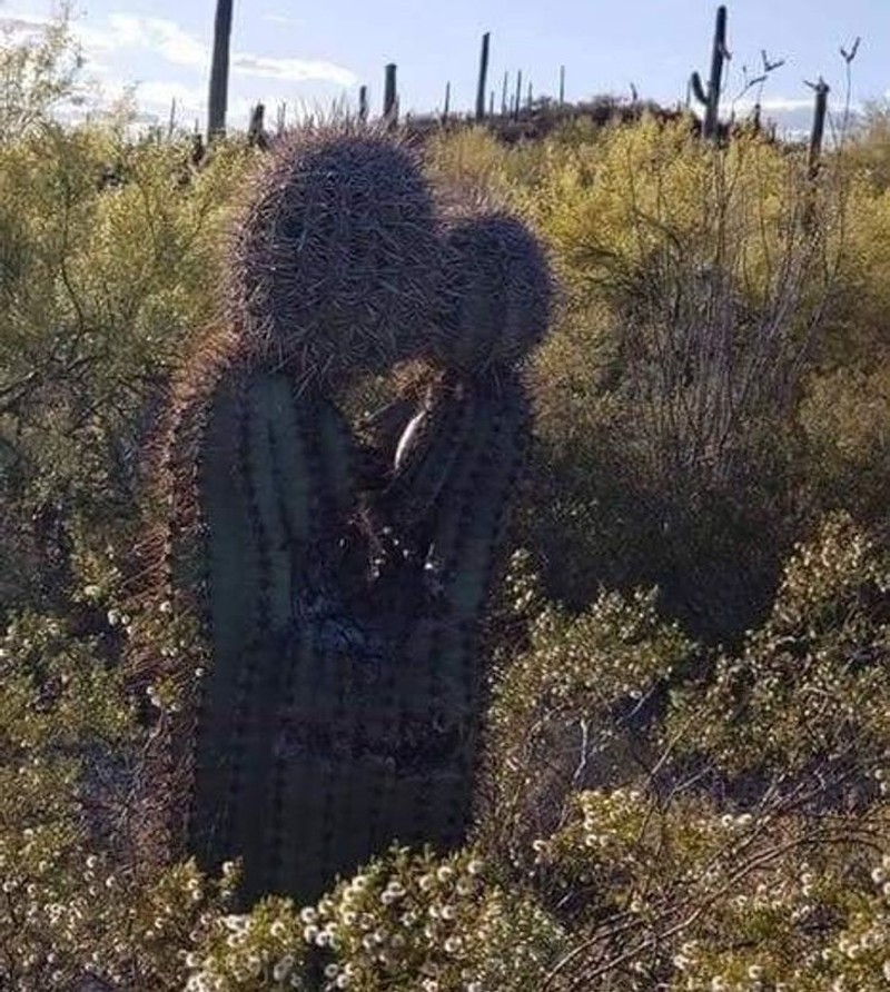 foto pareidolia seram