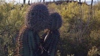 Pohon yang sedang saling jatuh cinta. (Foto: Brightside)