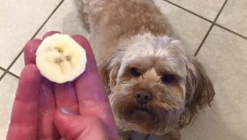 Irisan pisang yang memiliki wajah mirip dengan anjing ini. (Foto: Brightside)