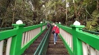 Lokasinya berada di Desa Nagarapageuh, Kecamatan Panawangan, Ciamis. Di lokasi hutan ini juga terdapat tangga dan jalan untuk akses menyusuri hutan. (Dadang Hermansyah/detikcom)