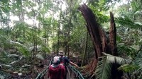 Menurut cerita masyarakat, siapa saja yang mengambil pohon di hutan ini akan didatangi sosok maung atau harimau pada malam harinya. Sosok tersebut meminta agar  mengembalikan pohon yang telah diambil. (Dadang Hermansyah/detikcom)