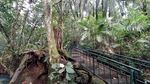 Foto: Berani Tebang Pohon di Hutan Ini, Siap-siap Dihantui Maung