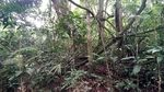 Foto: Berani Tebang Pohon di Hutan Ini, Siap-siap Dihantui Maung