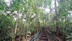 Foto: Berani Tebang Pohon di Hutan Ini, Siap-siap Dihantui Maung
