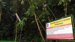 Foto: Berani Tebang Pohon di Hutan Ini, Siap-siap Dihantui Maung