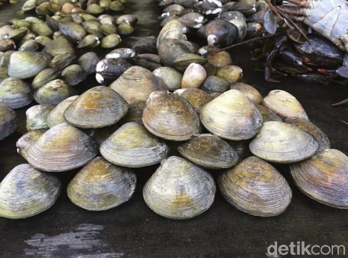 lokan bengkulu