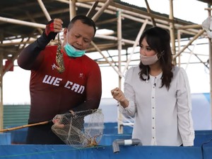 Lengkap! Ini Alasan Edhy Prabowo Ngotot Buka Ekspor Benih Lobster