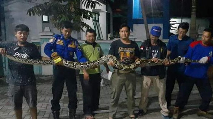 Penampakan ular piton yang diamankan warga Blora