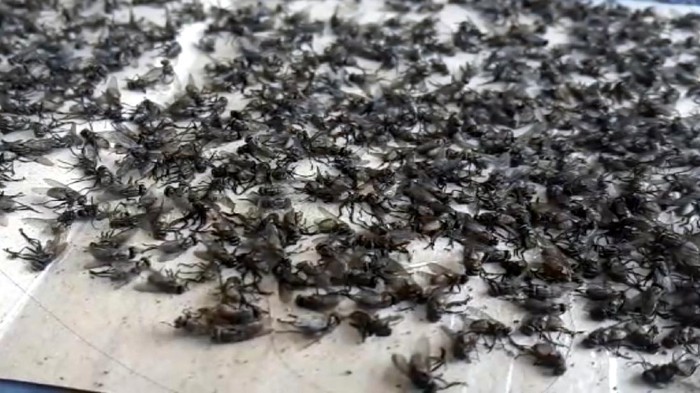 Ribuan lalat teror pemukiman warga di Sukabumi