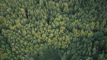 Skala hutan hijau lebat dan lapangan sepak bola tersembunyi yang dikelilingi oleh pohon-pohon megah. Istimewa/dok. Bored Panda/@artempikalov  