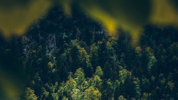 Pondok kecil di tepi danau bernuansa hijau. Istimewa/dok. Bored Panda/@seplb  