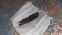 Ini penampakan salah satu jenglot yang ditemukan dan membuat geger warga di Embung Bontit, Desa Pare, Kecamatan Mondokan, Sragen.